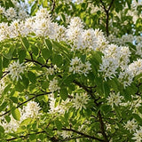 amelanchier lamarckii cm. 120/140  vaso 24
