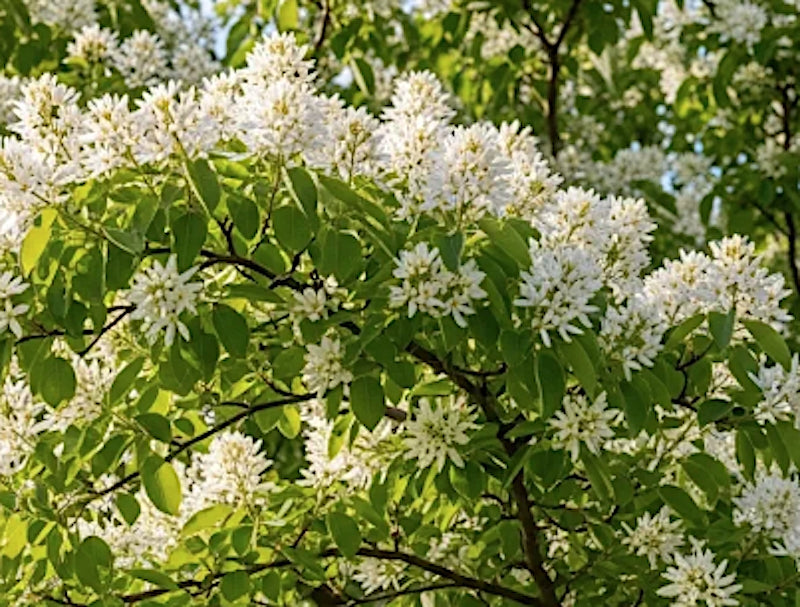 amelanchier lamarckii cm. 120/140  vaso 24