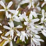 amelanchier lamarckii cm. 120/140  vaso 24