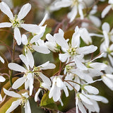 amelanchier lamarckii cm. 120/140  vaso 24