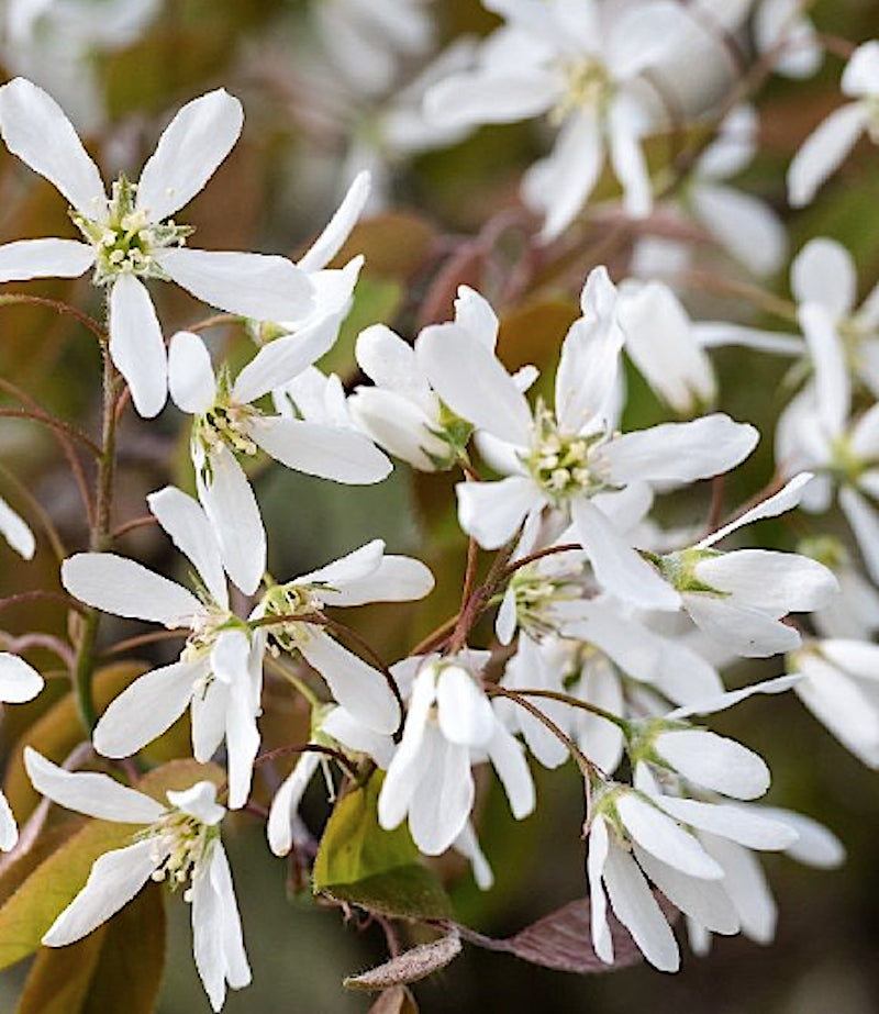amelanchier lamarckii cm. 120/140  vaso 24