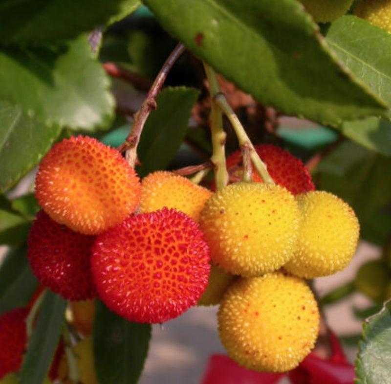 Arbutus unedo ‘Compacta’ vaso 24  h. 60/80 cm.