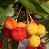 Arbutus unedo ‘Compacta’ vaso 24  h. 60/80 cm.