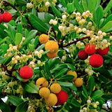 Arbutus unedo ‘Compacta’ vaso 24  h. 60/80 cm.