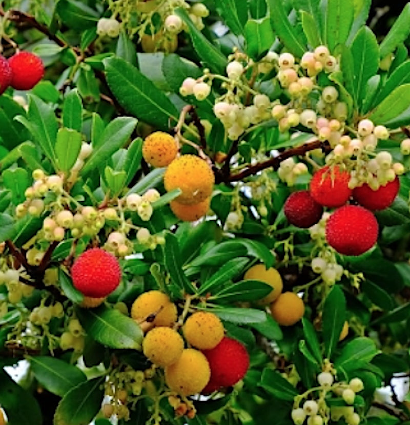 Arbutus unedo ‘Compacta’ vaso 24  h. 60/80 cm.