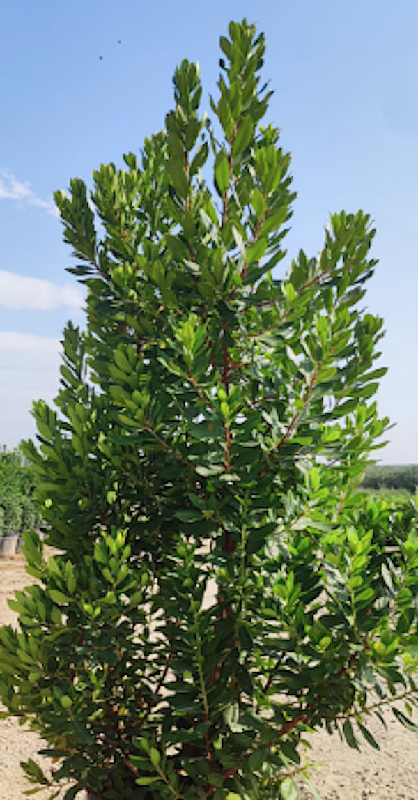 Arbutus unedo ‘Compacta’ vaso 24  h. 60/80 cm.