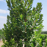 Arbutus unedo ‘Compacta’ vaso 24  h. 60/80 cm.