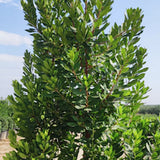 Arbutus unedo ‘Compacta’ vaso 24  h. 60/80 cm.