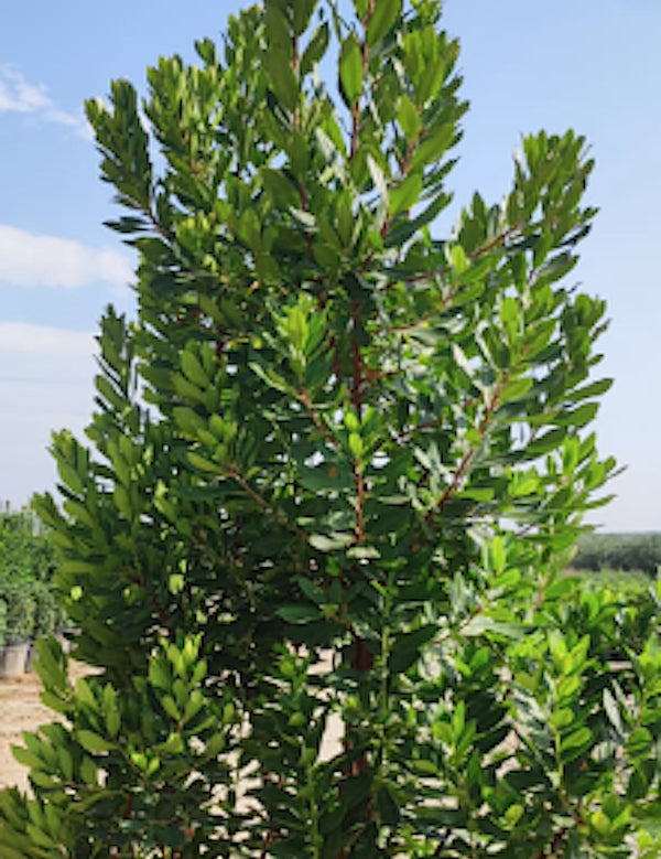 Arbutus unedo ‘Compacta’ vaso 24  h. 60/80 cm.