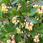 Arbutus unedo ‘Compacta’ vaso 24  h. 60/80 cm.