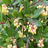 Arbutus unedo ‘Compacta’ vaso 24  h. 60/80 cm.