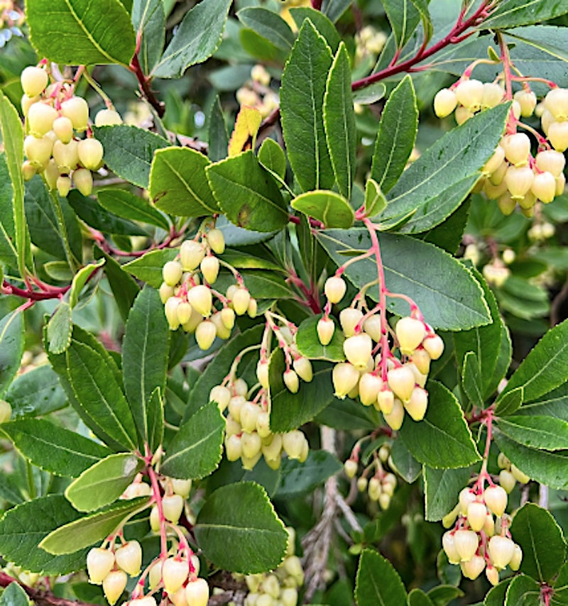 Arbutus unedo ‘Compacta’ vaso 24  h. 60/80 cm.