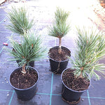 Pinus parviflora 'glauca v.9/10