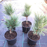 Pinus parviflora 'glauca v.9/10