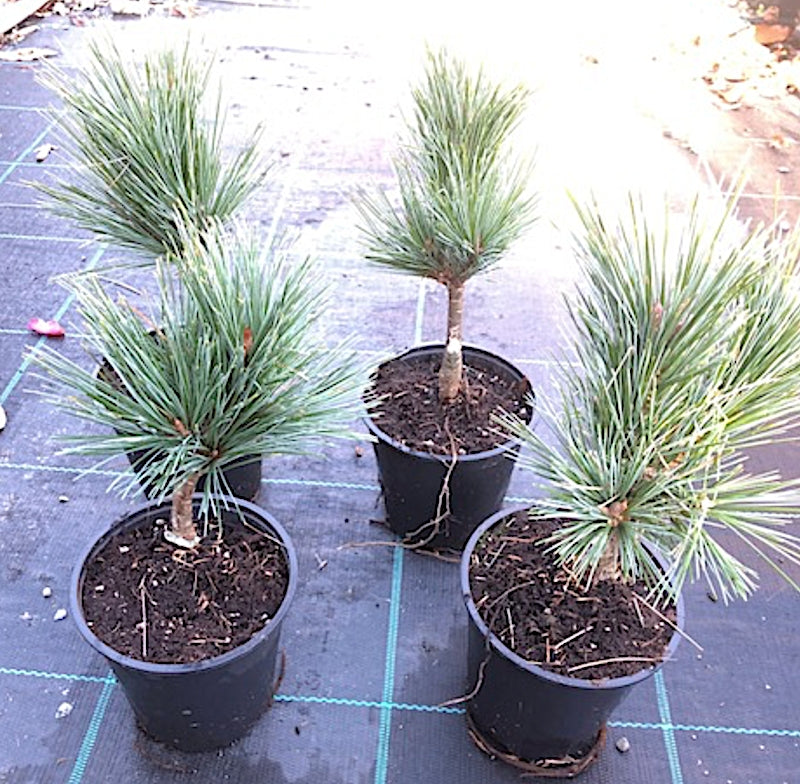 Pinus parviflora 'glauca v.9/10