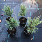 Pinus parviflora 'glauca v.9/10