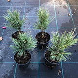 Pinus parviflora 'glauca v.9/10
