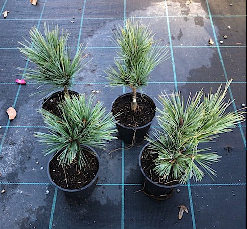 Pinus parviflora 'glauca v.9/10