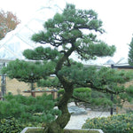 Pinus parviflora 'glauca v.9/10