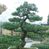 Pinus parviflora 'glauca v.9/10