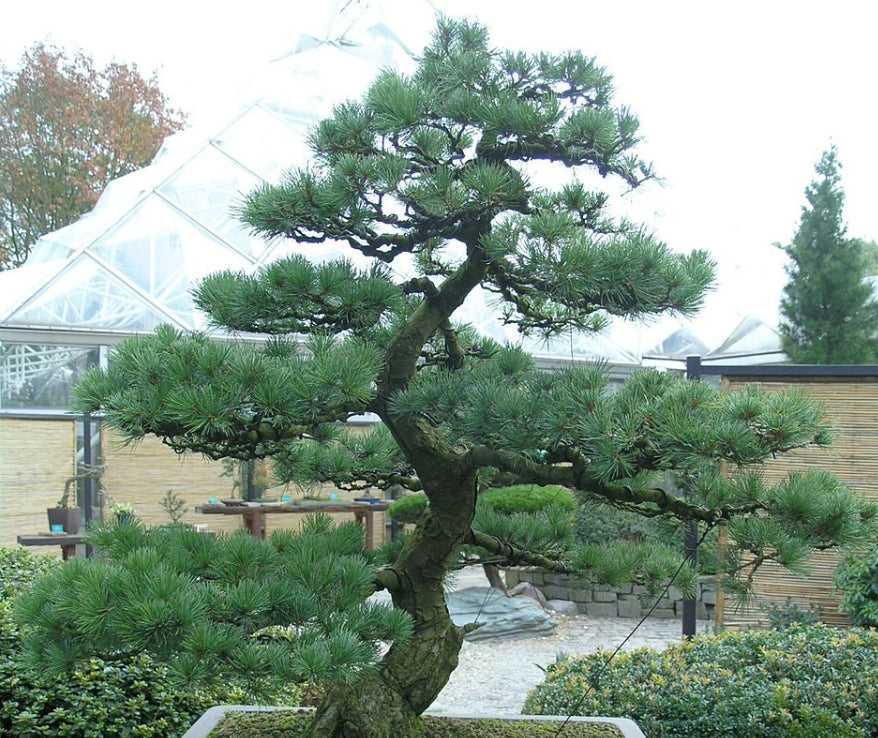 Pinus parviflora 'glauca v.9/10