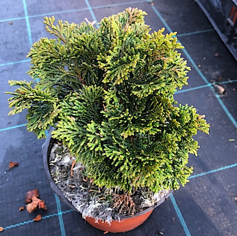 Chamaecyparis obtusa “Nana Gracilis” vaso 12/13 come da foto adatto per bonsai