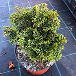 Chamaecyparis obtusa “Nana Gracilis” vaso 12/13 come da foto adatto per bonsai