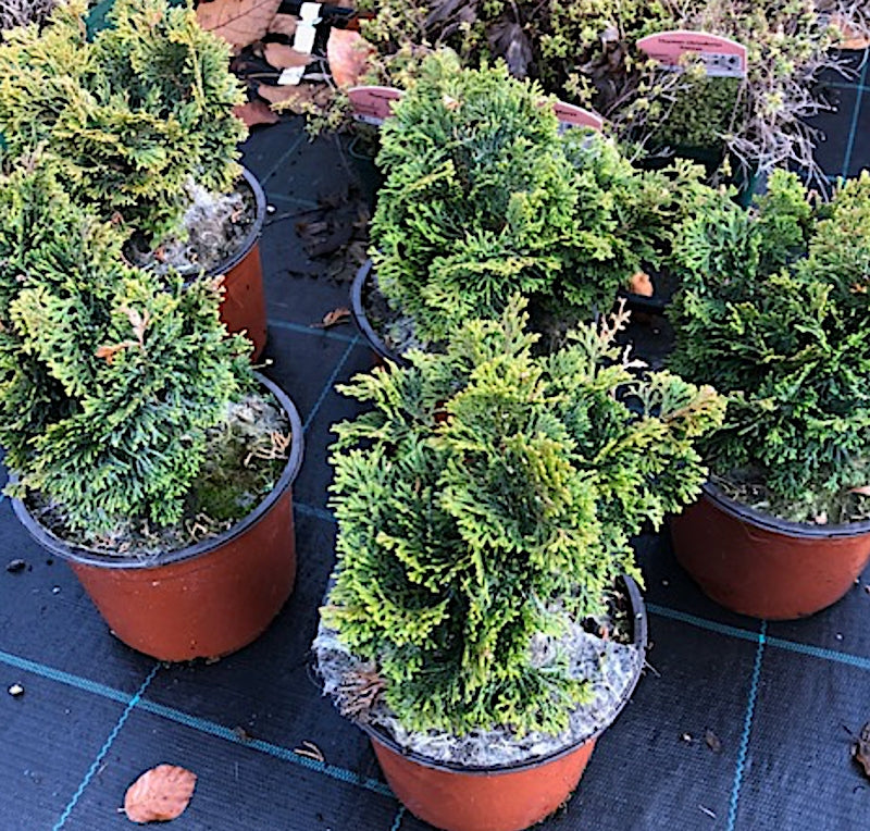 Chamaecyparis obtusa “Nana Gracilis” vaso 12/13 come da foto adatto per bonsai
