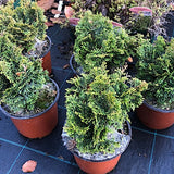Chamaecyparis obtusa “Nana Gracilis” vaso 12/13 come da foto adatto per bonsai