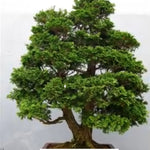 Chamaecyparis obtusa “Nana Gracilis” vaso 12/13 come da foto adatto per bonsai