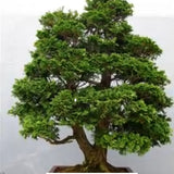 Chamaecyparis obtusa “Nana Gracilis” vaso 12/13 come da foto adatto per bonsai