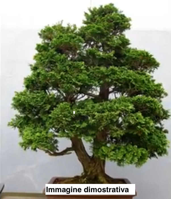 Chamaecyparis obtusa “Nana Gracilis” vaso 12/13 come da foto adatto per bonsai