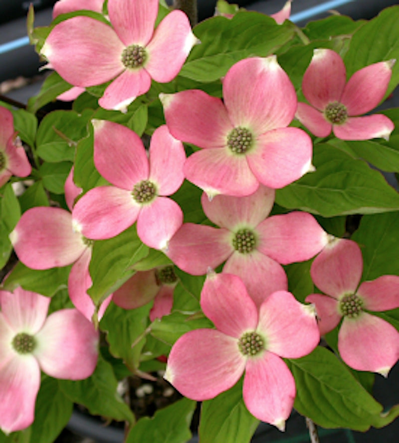 Cornus Kousa stellar Pink vaso cm. 100/120