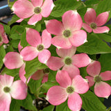 Cornus Kousa stellar Pink vaso cm. 100/120