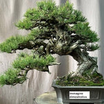 Pinus Mughus Pumilio  nano siberiano vaso 9x9x12 adatto per bonsai