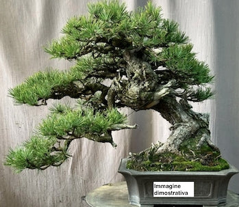 Pinus Mughus Pumilio  nano siberiano vaso 9x9x12 adatto per bonsai
