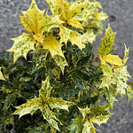 Osmanthus Heterophyllus Tricolor cm.35/40 vaso 24