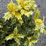 Osmanthus Heterophyllus Tricolor cm.35/40 vaso 24