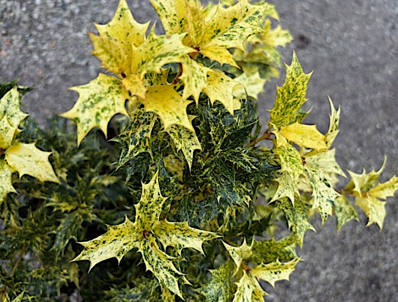 Osmanthus Heterophyllus Tricolor cm.35/40 vaso 24