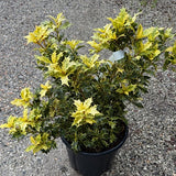 Osmanthus Heterophyllus Tricolor cm.35/40 vaso 24