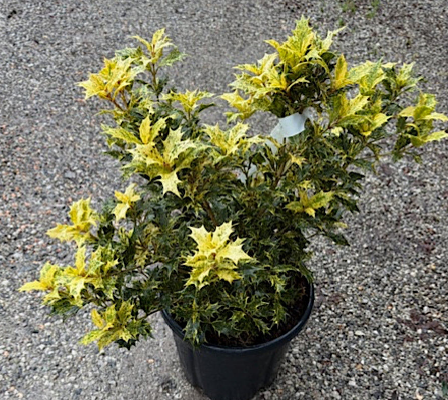 Osmanthus Heterophyllus Tricolor cm.35/40 vaso 24
