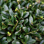 Ilex Crenata Kimmei vaso 24 adatto per l'arte topiaria