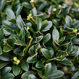 Ilex Crenata Kimmei vaso 24 adatto per l'arte topiaria