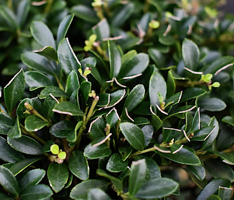 Ilex Crenata Kimmei vaso 24 adatto per l'arte topiaria