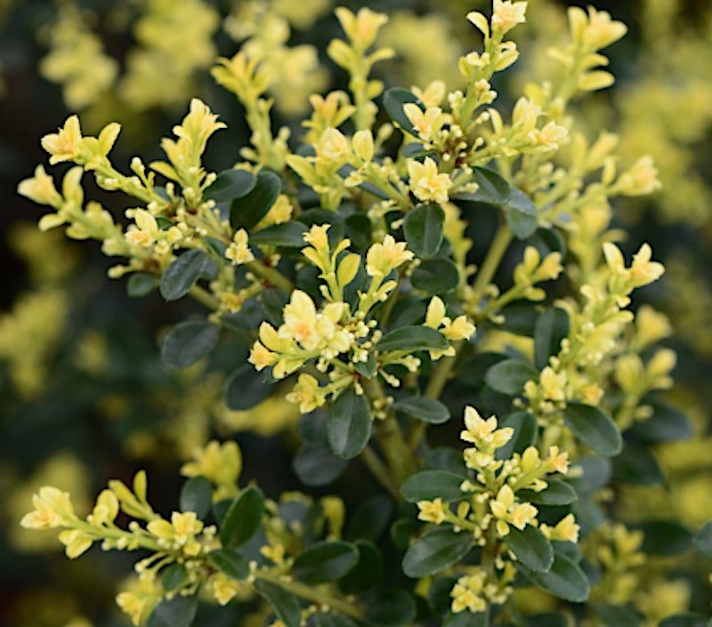 Ilex Crenata Kimmei vaso 24 adatto per l'arte topiaria