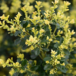 Ilex Crenata Kimmei vaso 24 adatto per l'arte topiaria