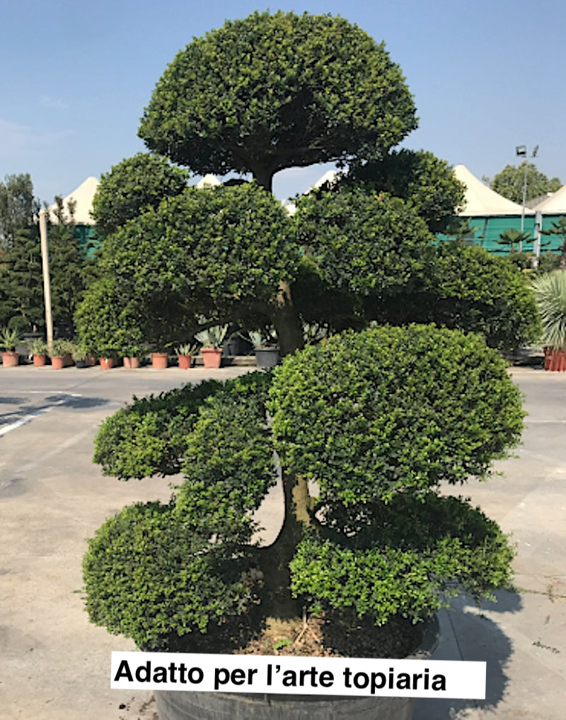 Ilex Crenata Kimmei vaso 24 adatto per l'arte topiaria