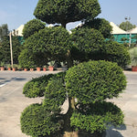 Ilex Crenata Kimmei vaso 24 adatto per l'arte topiaria