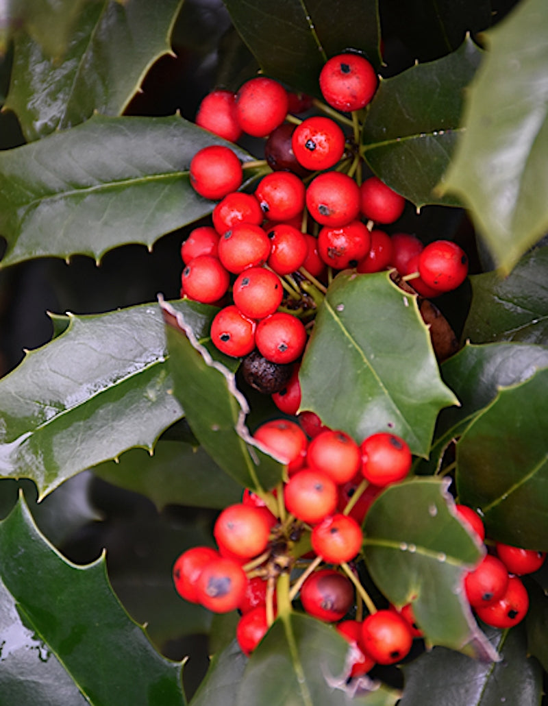 ILEX NELLIE R.STEVENS vaso 24 - cm. 100/125