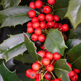 ILEX NELLIE R.STEVENS vaso 24 - cm. 100/125